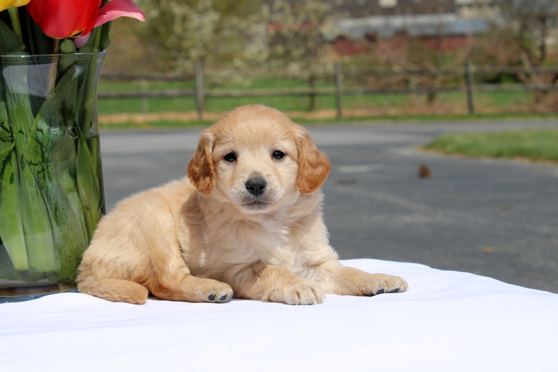 puppy, for, sale, Mini Goldendoodle F2, Matthew B. Stoltzfus, dog, breeder, Gap, PA, dog-breeder, puppy-for-sale, forsale, nearby, find, puppyfind, locator, puppylocator, aca